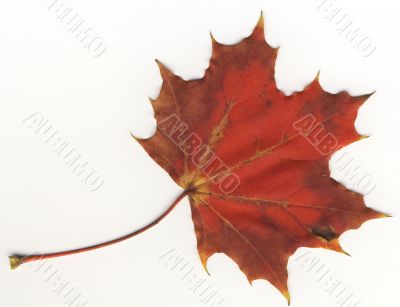 autumnal leaf autumnal leaf