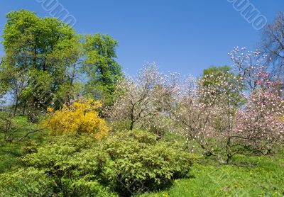 Botanical garden in the spring