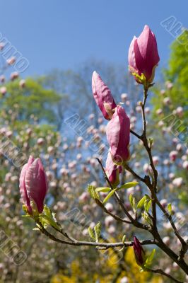 Branch of a magnolia