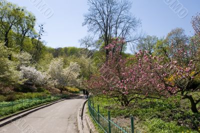 The Kiev Botanical garden