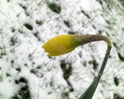 daffodil bud in a snowy garden