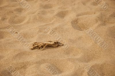 Snag on the sand