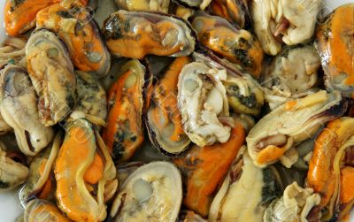 mussels mussels