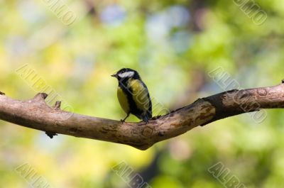 Titmouse on spring background