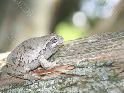 gray treefrog (hyla versicolor)  on a cedar tree