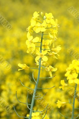 Rape (Brassica napus)