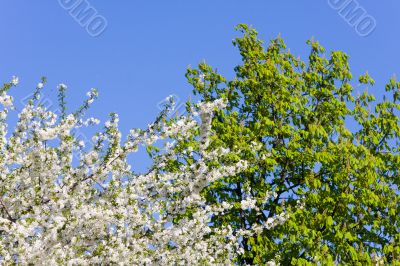 Three colors of spring