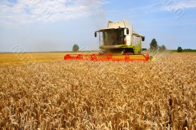 Machine harvesting