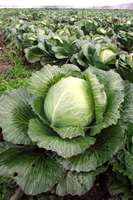 Cabbage on a floor