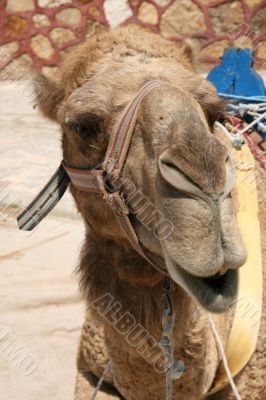 Camel Camel