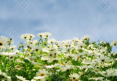 meadow with comomiles over blue sky