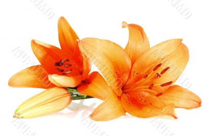 three orange lilies over white background