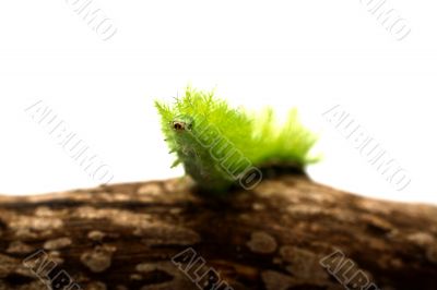 Scary Green Caterpillar