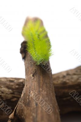 Scary Green Caterpillar