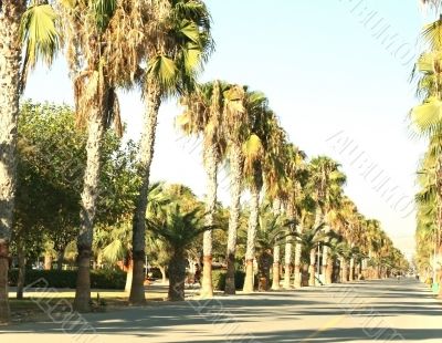 Palm alley