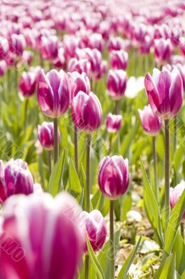 garden tulip