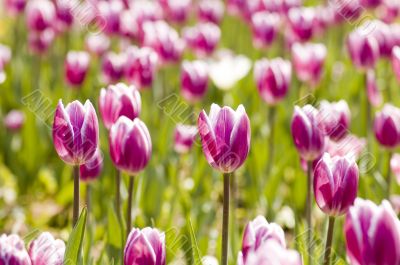 gardening tulip