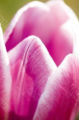 tulip macro