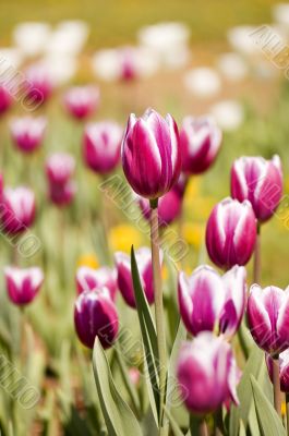 tulip