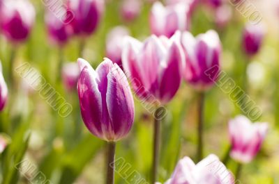 tulips close up