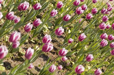 tulips