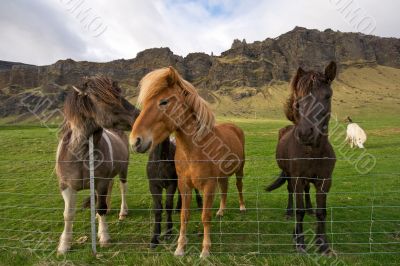 group of icelandic horses