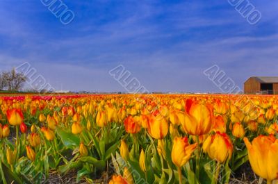 Bulb fields Holland
