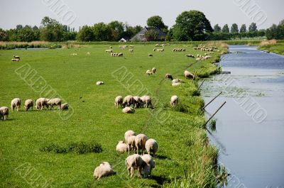 Sheep in dutch polder landscape