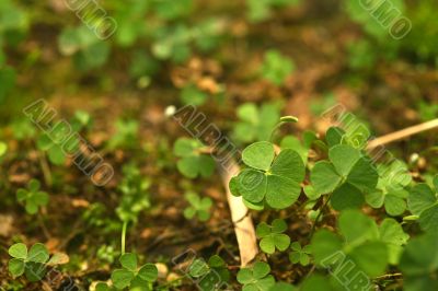 4 Leaf-Clover Forest