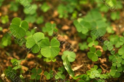 4 Leaf-Clover Forest 4 Leaf-Clover Forest