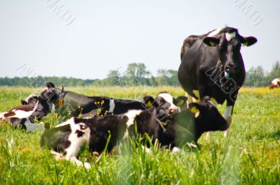 Dutch cows in dutch polder landscape