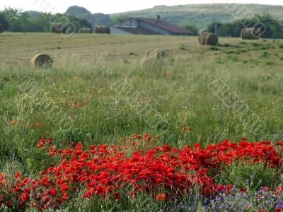 Poppies landscape