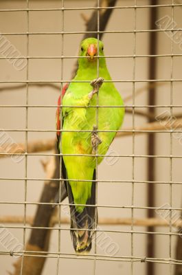 green parrot