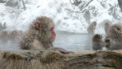 Japanese Macaque in hot spring