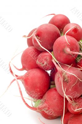 garden radish close up