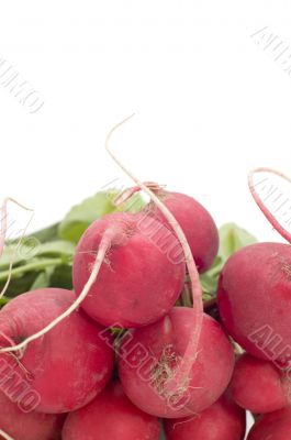 radish close up