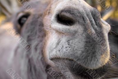 Donkeys nose