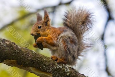 Hungry squirrel