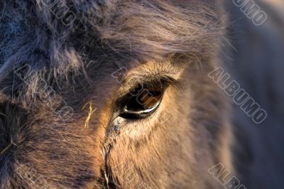 Donkeys eye