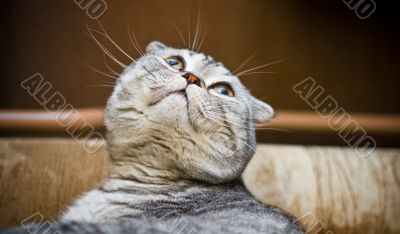 Scottish Fold cat looking up