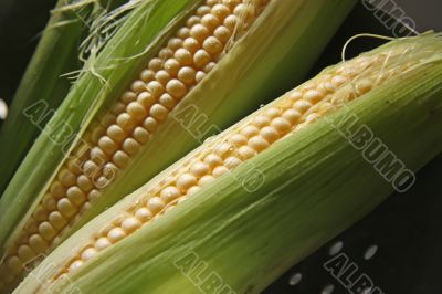 Fresh ears of corn