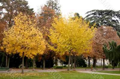 Autumn trees