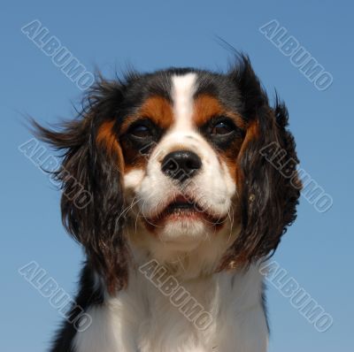cavalier king charles