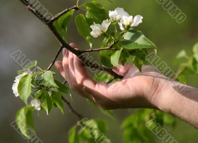 Apple tree blossoms