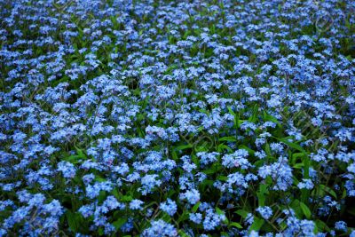blue forget-me-nots blue forget-me-nots