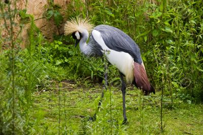 African Crowned Crane African Crowned Crane