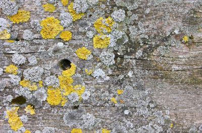 wood background with lichen