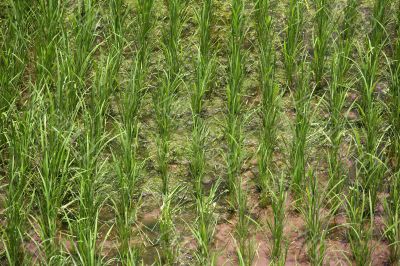 Rice field