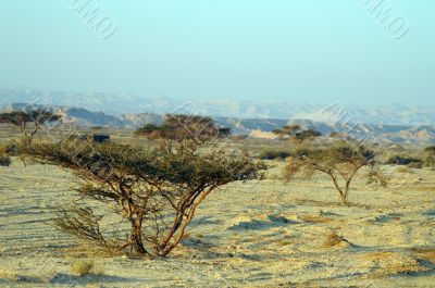 Desert landscape