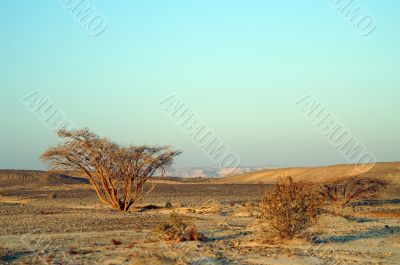 Desert landscape Desert landscape